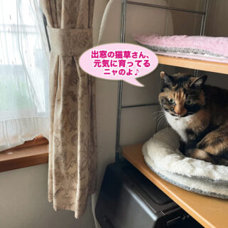 ダイニングでまったりしているビビ子さん