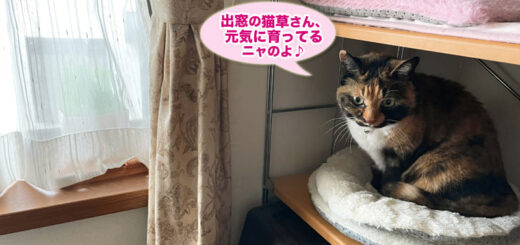 ダイニングでまったりしているビビ子さん