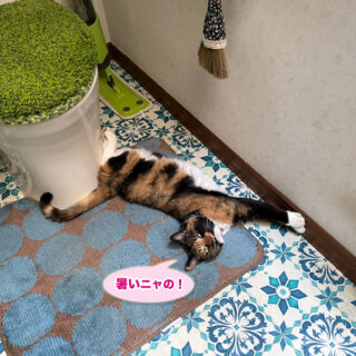 おトイレで涼むビビ子さん