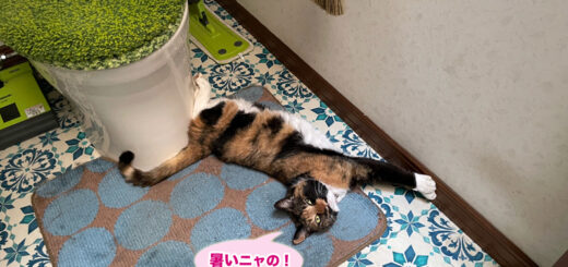 おトイレで涼むビビ子さん