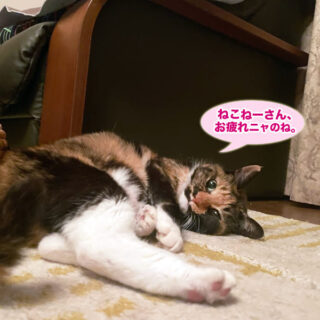 リビングでまったりしているビビ子さん