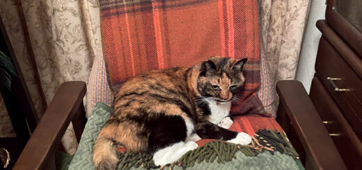 断捨離中のリビングルームのビビ子さん