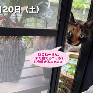 バルコニーから寝室に侵入するビビ子さん