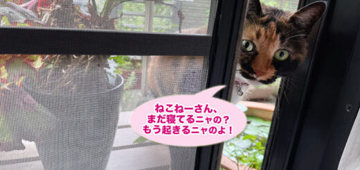 バルコニーから寝室に侵入するビビ子さん