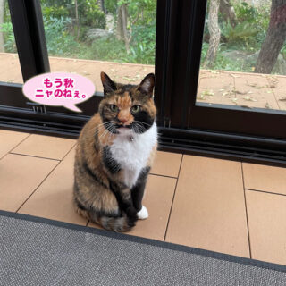 テラスのビビ子さん