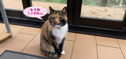 テラスのビビ子さん