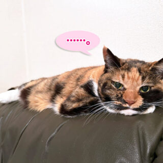 ソファーの背もたれの上でくつろいでいるビビ子さん