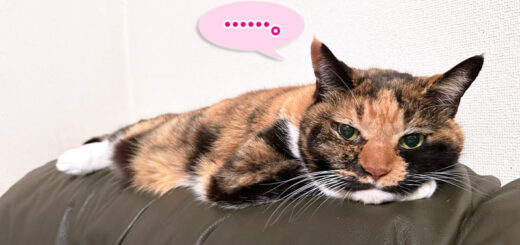 ソファーの背もたれの上でくつろいでいるビビ子さん