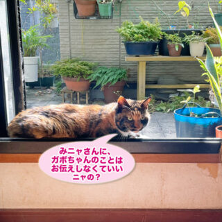 掃き出し窓の桟でひなたぼっこをしているビビ子さん