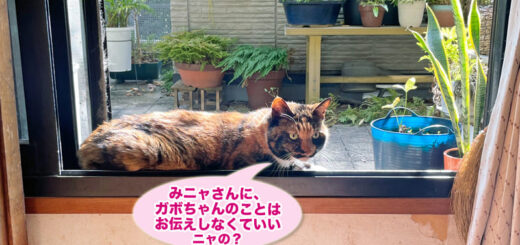 掃き出し窓の桟でひなたぼっこをしているビビ子さん