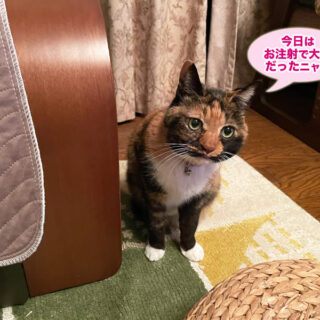 リビングルームのビビ子さん