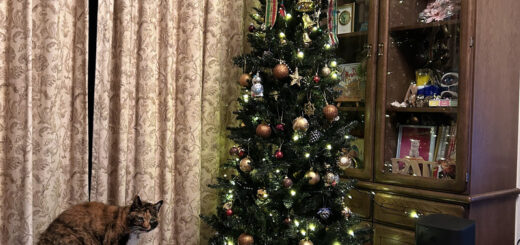 リビングのエアコン前で暖をとるビビ子さん