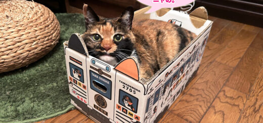 たま電車のみかん箱に入っているビビ子さん