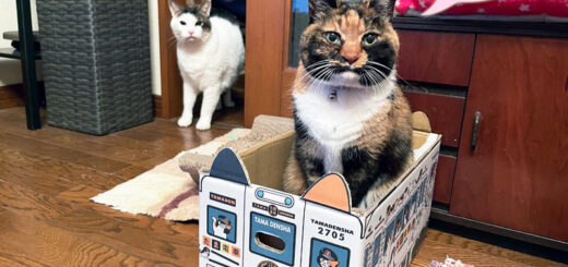 来客後のビビ子さんとトトちん