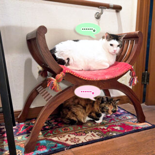 ペルシャ絨毯がお気に入りのトトちんとビビ子さん