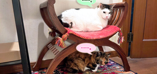 ペルシャ絨毯がお気に入りのトトちんとビビ子さん