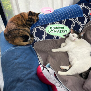 ソファーの上で不安そうなトトちんとビビ子さん