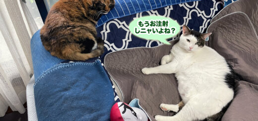 ソファーの上で不安そうなトトちんとビビ子さん