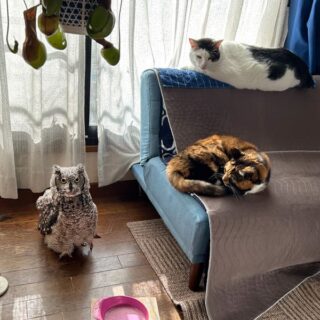 仕事部屋の窓辺に集結したビビ子さんとトトちんとガボちゃん