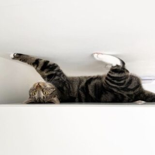 天井を這うポーズのパスカル君