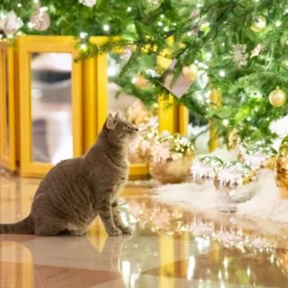 ホワイトハウスで初めてのクリスマスを迎えたバイデン大統領夫妻の愛猫、ウィローちゃん