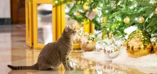 ホワイトハウスで初めてのクリスマスを迎えたバイデン大統領夫妻の愛猫、ウィローちゃん