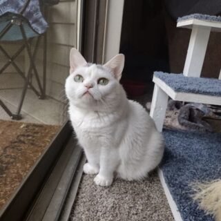 小人症の猫、ウィジェットちゃん