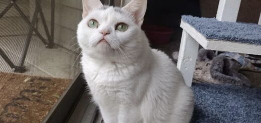 小人症の猫、ウィジェットちゃん