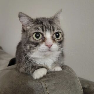 子猫症の猫、ウィンキーちゃん