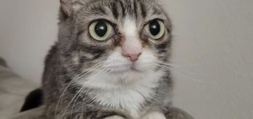 子猫症の猫、ウィンキーちゃん