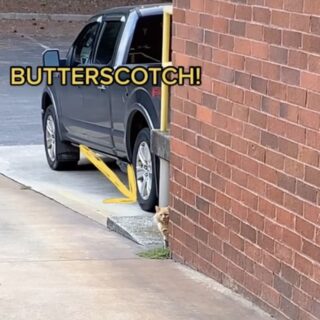 お世話を続ける男性と急接近中の野良猫、バタースコッチ君