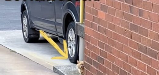 お世話を続ける男性と急接近中の野良猫、バタースコッチ君