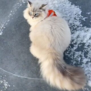 凍ったフィヨルドでスケートを満喫するイージー君