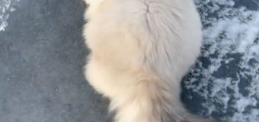 凍ったフィヨルドでスケートを満喫するイージー君