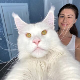 ギネス級の超巨猫、メインクーンのケフィア君