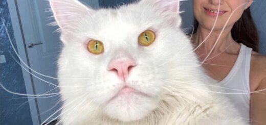 ギネス級の超巨猫、メインクーンのケフィア君